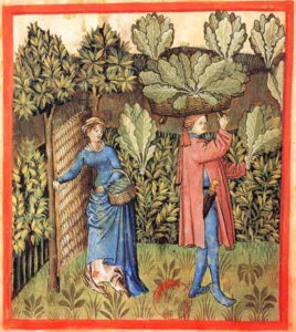 Tacuinum_Sanitatis-cabbage_harvest
